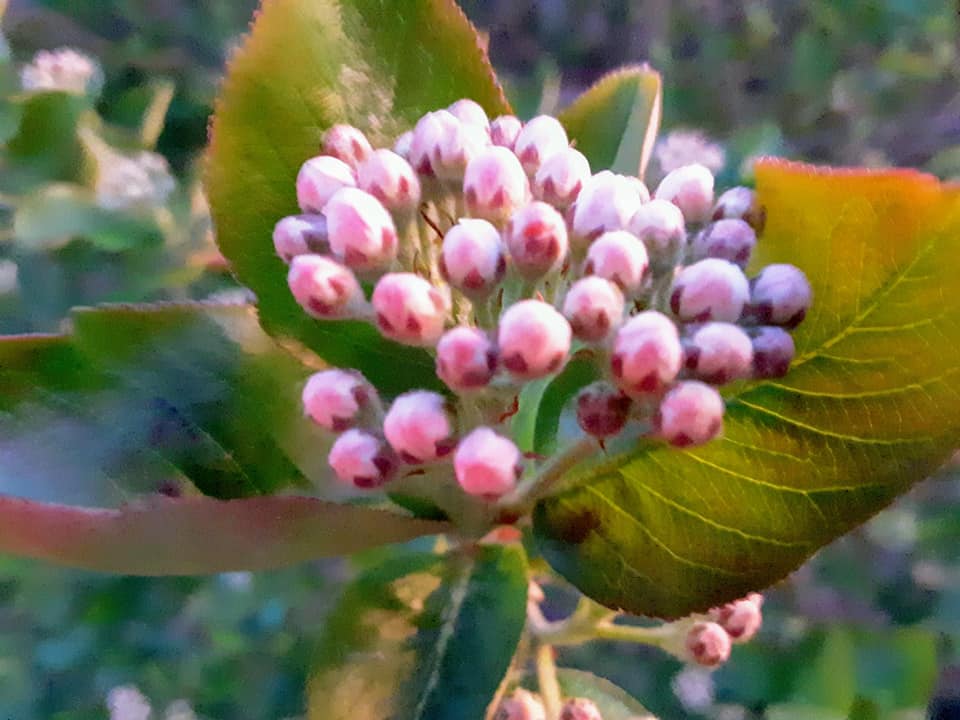buds